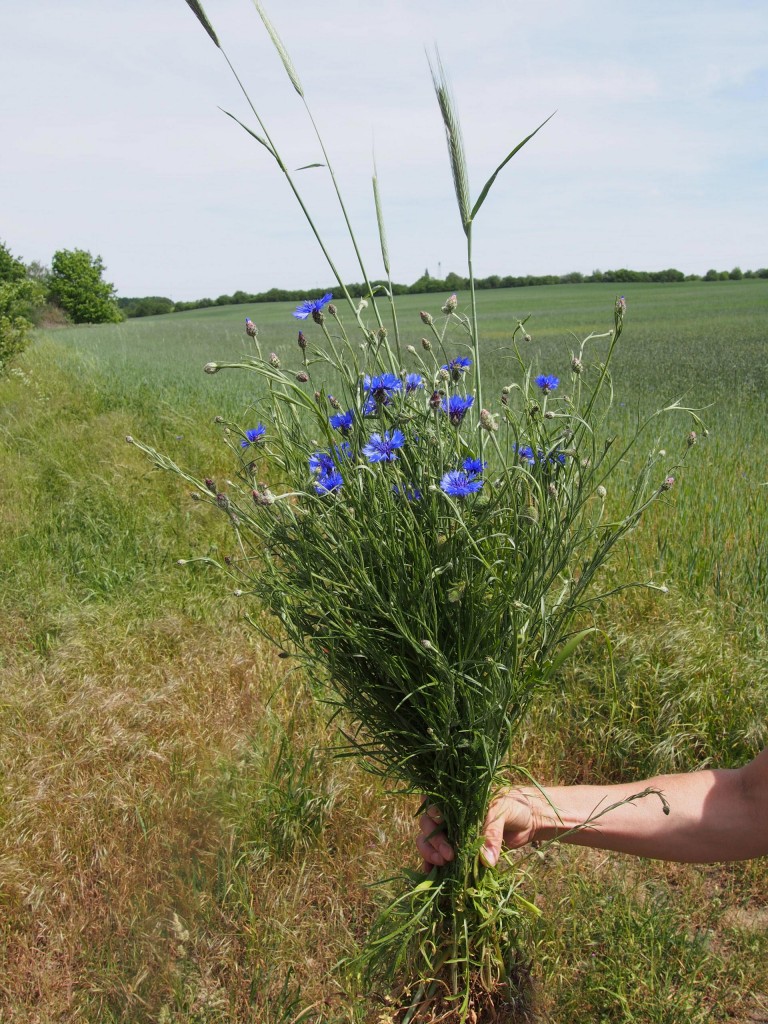 alexapeng-lalaberlin-5