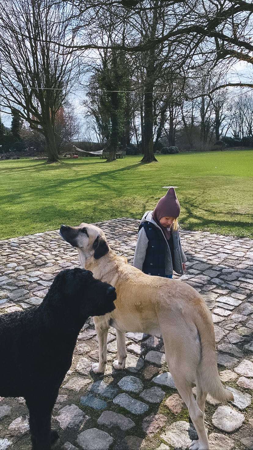 Die Haushunde Ingwer und Teshi